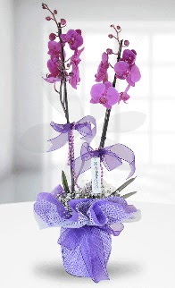 Çift dallı mor orkide LİKE MARKADIR  çiçekçilik anneler günü çiçek yolla bilkent 