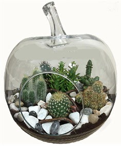 Terrarium tanzim elma camda 5 kakt�s  Ankara oran �i�ek�ilik �i�ek sipari�i sitesi ucuz �i�ekleri 