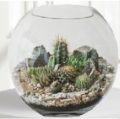 Cam fanus Terrarium 5 kakt�s  Ankara g�lba�� �i�ek�ilik �i�ek ma�azas� , �i�ek�i adresleri incek 
