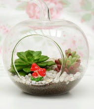 K���k elma terrarium 3 kakt�s  Ankara ke�i�ren �i�ek�ilik online �i�ek g�nderme sipari� eryaman 