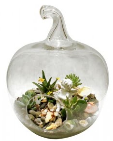 Orta boy elma terrarium 5 kakt�s  hediye �i�ek�ilik cicek , cicekci bat�kent