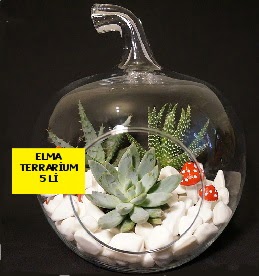 5 kakt�sl� Elma terrarium orta boy  Ankara ke�i�ren �i�ek�ilik online �i�ek g�nderme sipari� eryaman 