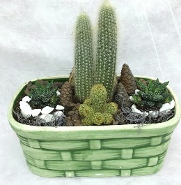 Seramik i�erisinde 5 kakt�sl� terrarium  Ankara anatolia �i�ek�ilik �i�ek g�nderme sitemiz g�venlidir 