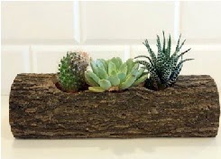 Ah�ap k�t�k 3 kakt�s terrarium  �ankaya �i�ek�ilik hediye �i�ek yolla 