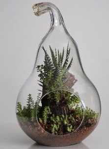 Armut cam k���k boy terrarium  �i�ek�ilik �i�ek servisi , �i�ek�i adresleri g�lba�� 