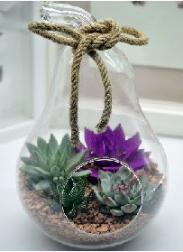 Orta boy armut 3 kaktüs terrarium  kavaklıdere çiçekçilik internetten çiçek satışı balgat