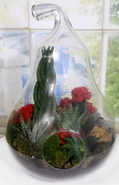 5 adet kakt�s orta boy armut terrarium  Ankara oran �i�ek�ilik �i�ek sipari�i sitesi ucuz �i�ekleri 