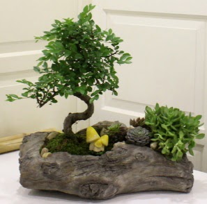 A�a� k�t�k i�erisinde Bonsai ve Kakt�s  kavakl�dere �i�ek�ilik internetten �i�ek sat��� balgat