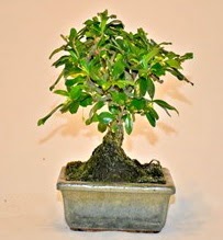 Zelco bonsai saksı bitkisi  çiçekçilik çiçek servisi , çiçekçi adresleri gölbaşı 