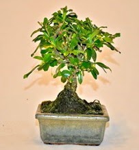 Zelco bonsai saks� bitkisi  �i�ek�ilik �i�ek servisi , �i�ek�i adresleri g�lba�� 