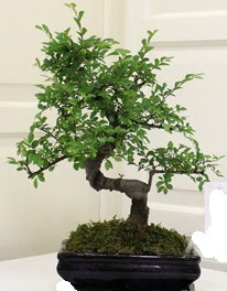 Bonsai saks� �i�e�i  Ankara ma�aza �i�ek�ilik 14 �ubat sevgililer g�n� �i�ek ke�i�ren 