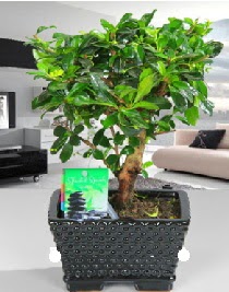 Bonsai japon a�ac� saks� bitkisi  Ankara �i�ek�ilik �i�ek sat��� 
