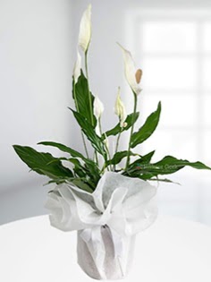 Spathiphyllum �i�e�i Bar�� �i�e�i  �i�ek�ilik anneler g�n� �i�ek yolla bilkent  