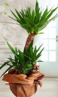 2 li yucca saks� �i�ek bitkisi  Ankara oran �i�ek�ilik �i�ek sipari�i sitesi ucuz �i�ekleri 