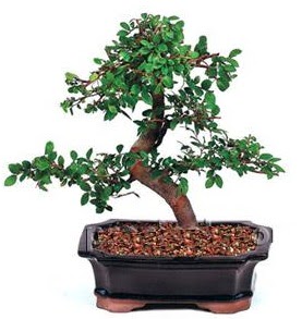 İthal bonsai japon ağacı  Ankara oran çiçekçilik çiçek siparişi sitesi ucuz çiçekleri 