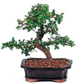 �thal bonsai japon a�ac�  Ankara oran �i�ek�ilik �i�ek sipari�i sitesi ucuz �i�ekleri 