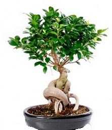 Bonsai japon a�ac� seramik i�inde  Ankara �i�ek�ilik �i�ek�iler �ankaya 