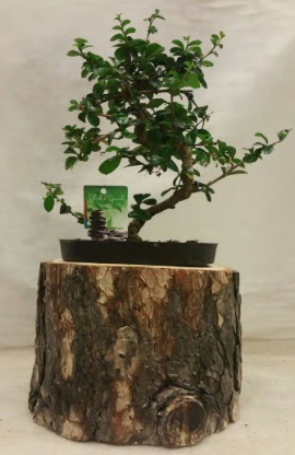 Doğal kütük içinde bonsai japon ağacı  Ankara çiçekçilik İnternetten çiçek siparişi  