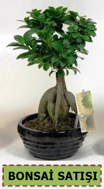 Bonsai japon a�ac� ginseng bonsai  Ankara g�lba�� �i�ek�ilik �i�ek ma�azas� , �i�ek�i adresleri incek 
