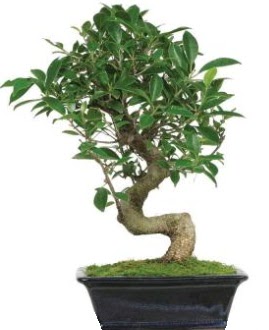 Bonsai saks� bitkisi japon a�ac�  Ankara yenimahalle �i�ek�ilik �i�ek sipari�i vermek k�z�lay 