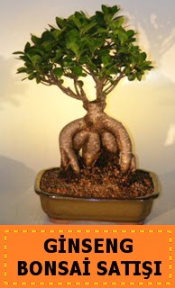 Ginseng bonsai satışı japon ağacı  hediye çiçekçilik cicek , cicekci batıkent