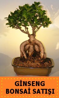 Ginseng bonsai sat��� japon a�ac�  hediye �i�ek�ilik cicek , cicekci bat�kent