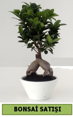 Bonsai japon a�ac� sat���  �i�ek�ilik �i�ek servisi , �i�ek�i adresleri g�lba�� 