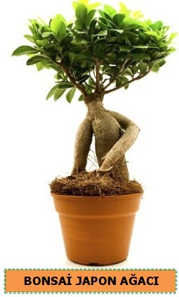 Bonsai japon a�ac� sat���  �i�ek�ilik �i�ek servisi , �i�ek�i adresleri g�lba�� 