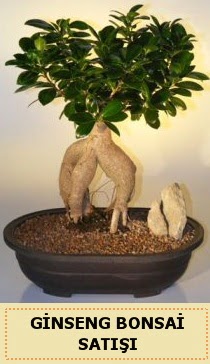 �thal Ginseng bonsai sat��� japon a�ac�  Ankara oran �i�ek�ilik �i�ek sipari�i sitesi ucuz �i�ekleri 
