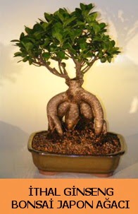 thal japon aac ginseng bonsai sat  Ankara iekilik nternetten iek siparii  