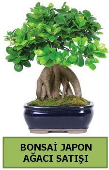 Bonsai japon a�ac� sat���  Ankara �i�ek�ilik �i�ek sat��� 