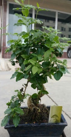 Bonsai japon a�ac� saks� bitkisi  Ankara yenimahalle �i�ek�ilik �i�ek sipari�i vermek k�z�lay 