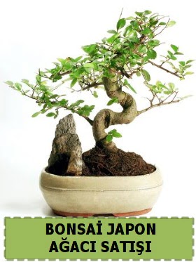 Bonsai japon  a�ac� sat��� Minyat�r �thal  Ankara eryaman �i�ek�ilik internetten �i�ek sipari�i dikmen 