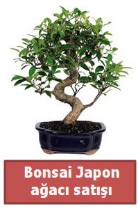 Japon aac bonsai sat  Ankara oran iekilik iek siparii sitesi ucuz iekleri 
