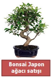 Japon a�ac� bonsai sat���  Ankara oran �i�ek�ilik �i�ek sipari�i sitesi ucuz �i�ekleri 