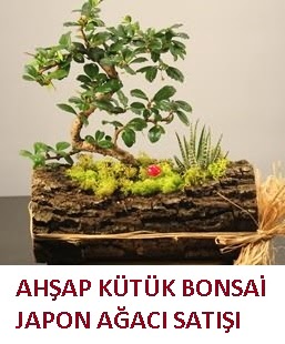 Ah�ap k�t�k i�erisinde bonsai ve 3 kakt�s  dikmen �i�ek�ilik �i�ek�i ma�azas� online