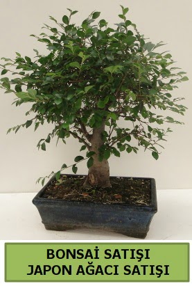 Minyatr bonsai japon aac sat  Ankara anatolia iekilik iek gnderme sitemiz gvenlidir 