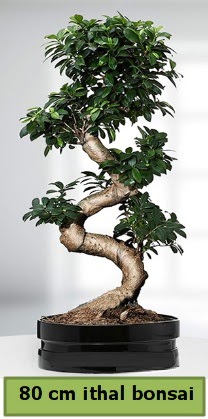 80 cm �zel saks�da bonsai bitkisi  Ankara �i�ek �i�ek�i telefonlar� 