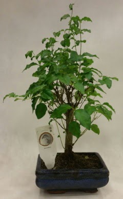 Minyatr bonsai japon aac sat  Ankara iek ieki telefonlar 