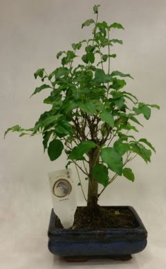 Minyat�r bonsai japon a�ac� sat���  Ankara �i�ek �i�ek�i telefonlar� 