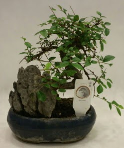 thal 1.ci kalite bonsai japon aac  Ankara iekilik iek sat 