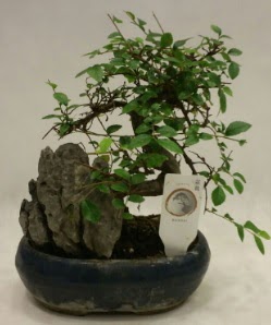 �thal 1.ci kalite bonsai japon a�ac�  Ankara �i�ek�ilik �i�ek sat��� 