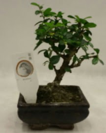 Kk minyatr bonsai japon aac  Ankara anatolia iek iek gnderme 