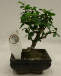 K���k minyat�r bonsai japon a�ac�  Ankara anatolia �i�ek �i�ek g�nderme 