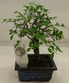 Minyat�r ithal japon a�ac� bonsai bitkisi  Ankara �i�ek�ilik �i�ek sat��� 