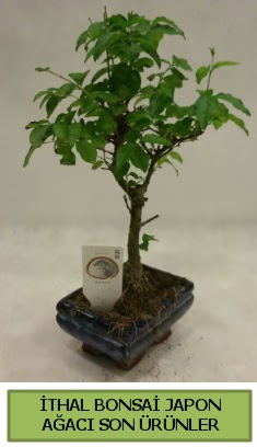 thal bonsai japon aac bitkisi  batkent iekilik hediye sevgilime hediye iek konutkent 