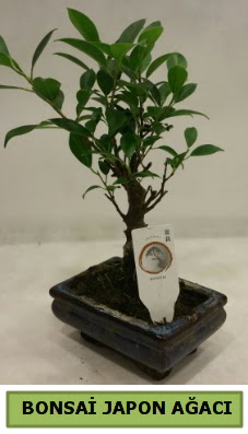 Bonsai japon a�ac� saks� bitkisi  �i�ek�ilik �i�ek servisi , �i�ek�i adresleri g�lba�� 