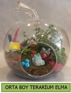 Orta boy terarium elma 5 kakt�s  Ankara g�lba�� �i�ek�ilik �i�ek ma�azas� , �i�ek�i adresleri incek 