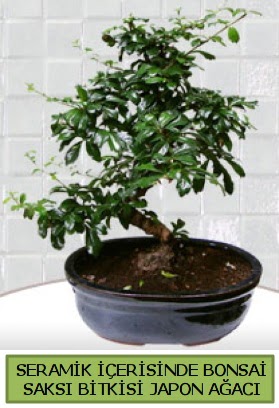 Seramik vazoda bonsai japon a�ac� bitkisi  Ankara oran �i�ek�ilik �i�ek sipari�i sitesi ucuz �i�ekleri 