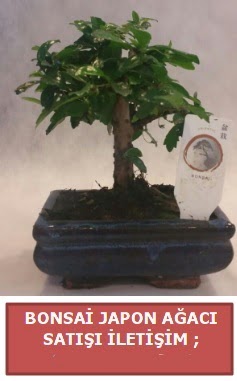 Japon a�ac� minya�r bonsai sat���  Ankara �i�ek�ilik �i�ek sat��� 